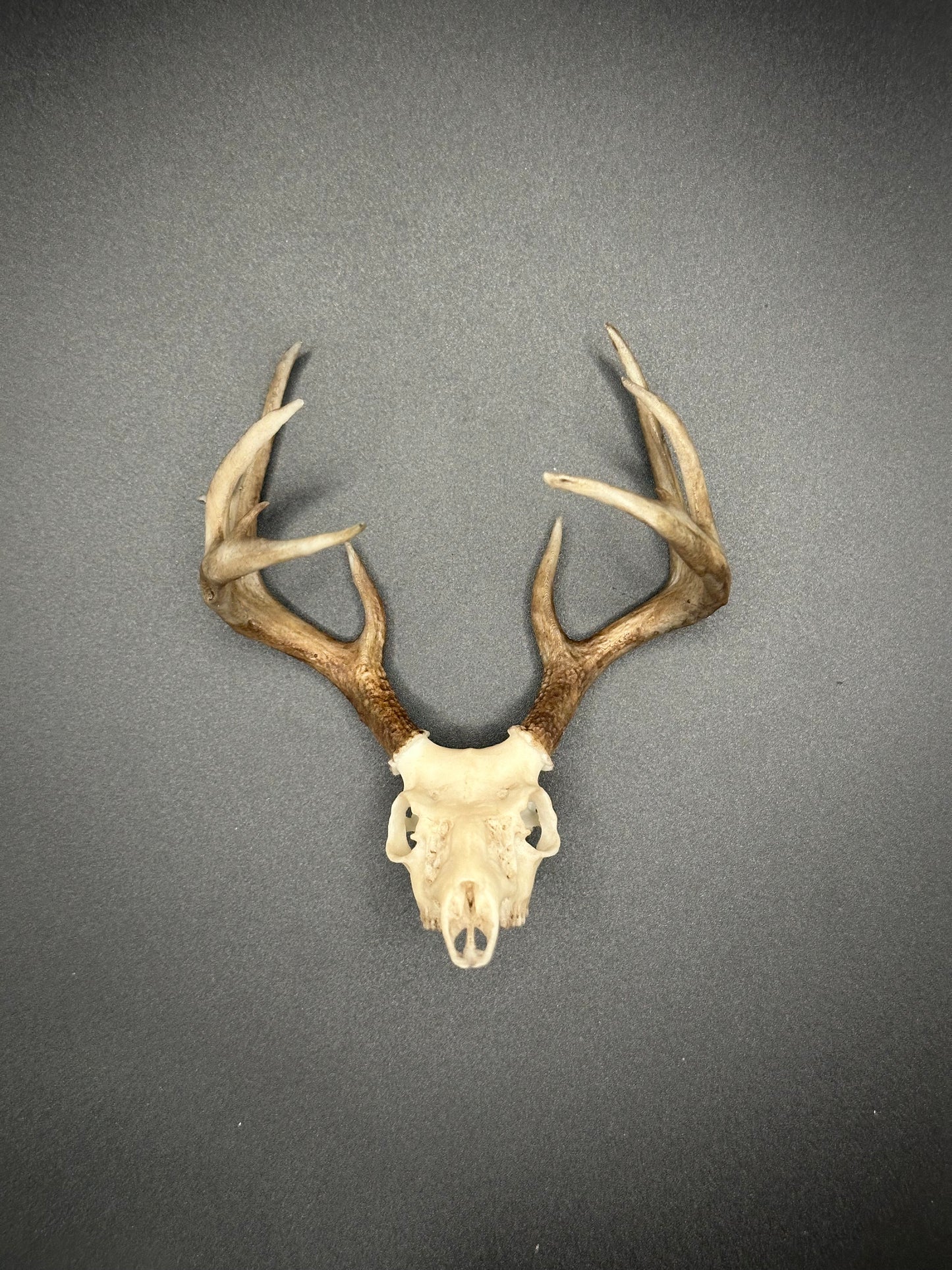 AZ Coues Whitetail Replica Magnet