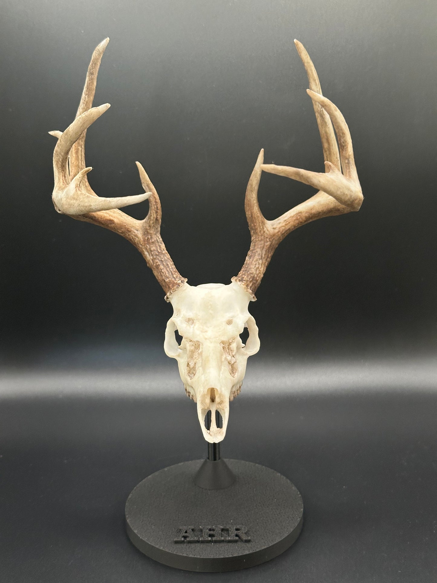 Coues Whitetail Mini Replica