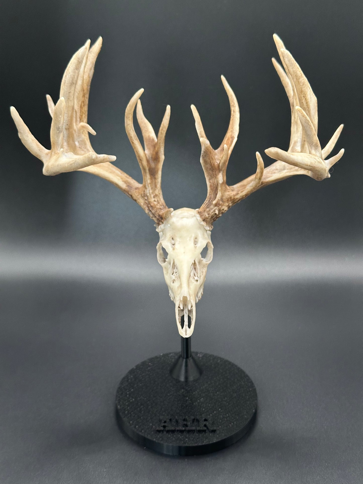 Non-Typical Whitetail Mini Replica